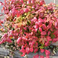 オタフクナンテンの画像