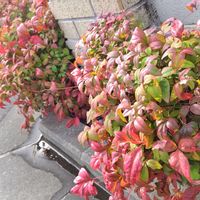 オタフクナンテンの画像