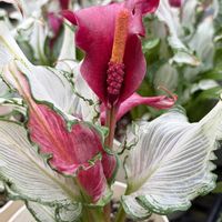 カラー,スケルトン,カラー・フローズンクイーン,サトイモ 科,さんぽの画像