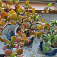 金のなる木,金のなる木,多肉達,多肉の花,青森の画像