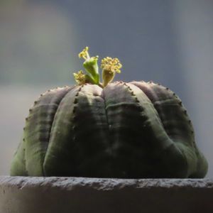 モンブラン,多肉植物,ドライフラワー,多肉寄せ植え,花のある暮らしの画像