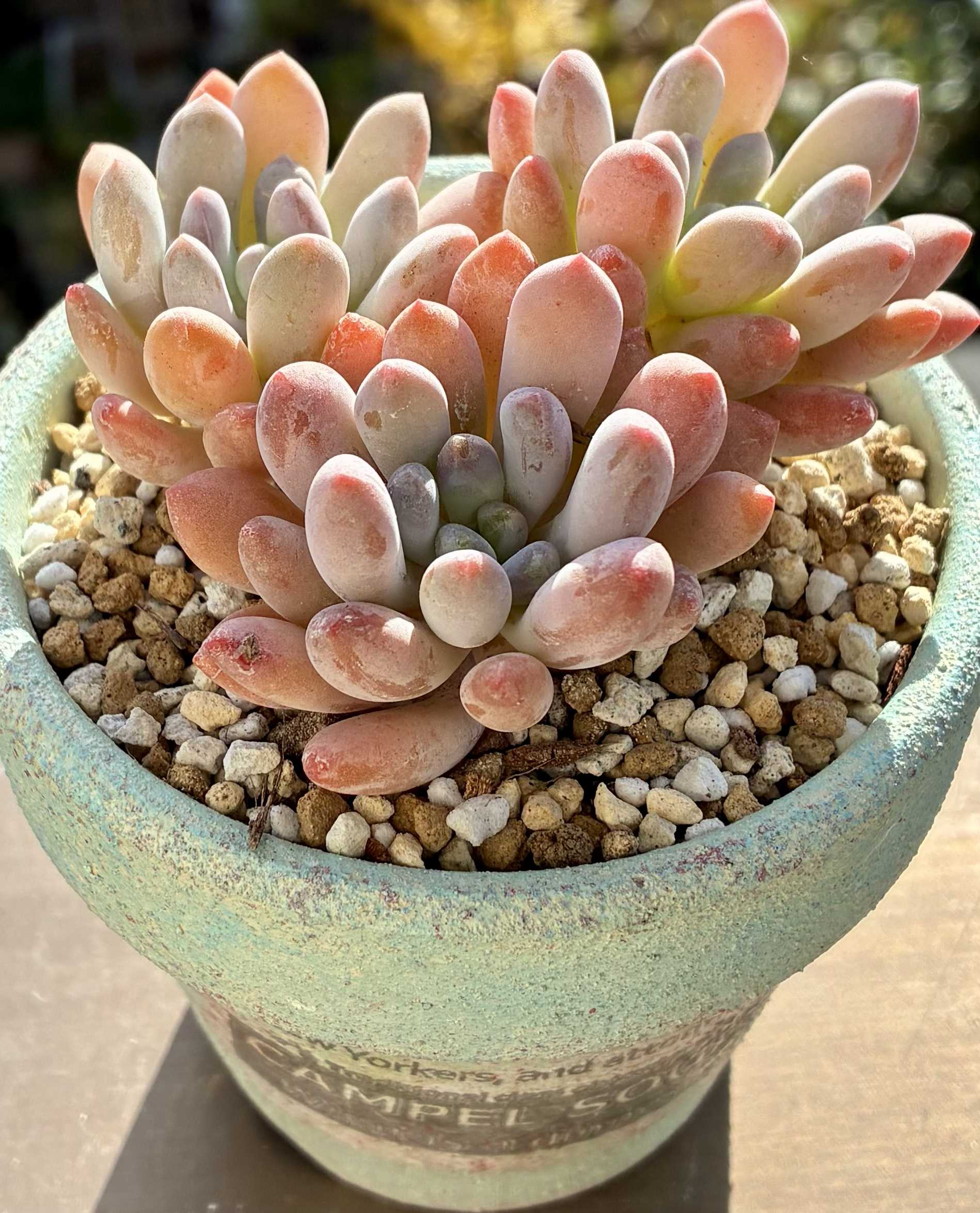 カラフルな多肉丼をつくろう！赤や青に変化するおすすめ多肉植物は