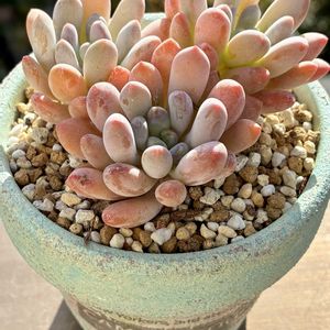 エレガンスブルー,多肉植物,自作リメ鉢,埼玉タニラー,モフモフ大好きの画像