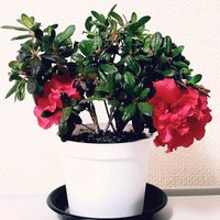 アザレア,洋室の画像