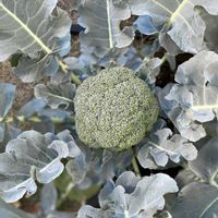 ブロッコリー,ブロッコリー,植物のある暮らし,スマホ撮影,ガーデニング初心者の画像