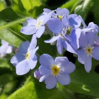 ワスレナグサ,プリムラ マラコイデス,チーム愛知,すずガーデンの画像