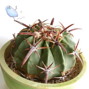 サボテン,綾波,多肉植物,観葉植物,サボテン科の画像