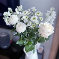 ダチュラ,ダリア,ダリア,ピンポンマム　ピンポン菊,ダリア 雪こんこんの画像