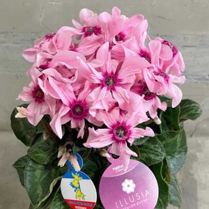 シクラメン,ガーデンシクラメン,シクラメン・イリュージア・ピンクラテ,シクラメン・イリュージア・ピンクラテ,花のある暮らしの画像