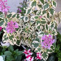 ストック,葉牡丹寄せ植え,レウコフィラム,ヘミジギア　キャンディキッス,寄せ植え　ガーデンシクラメンの画像