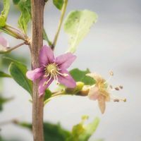 クコ,クコ（枸杞）,赤い実,紫色の花,ナス科の画像