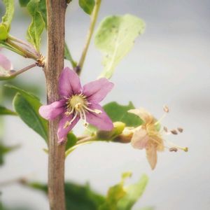 クコ,クコ（枸杞）,赤い実,紫色の花,ナス科の画像