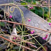 コムラサキ,ユキヤナギ,紅葉,雪柳,ヤマノイモの画像