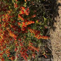 クロガネモチの画像