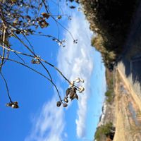 ナンキンハゼの画像