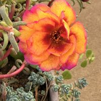 マツバボタン,キミノセンリョウ,マイガーデン,ご近所散歩の画像