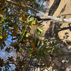 タイサンボクの画像