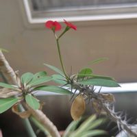 ハナキリンの画像