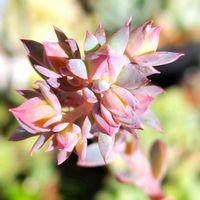 オキザリス　桃の輝き,銀波錦,ラブリーローズ,M's Succulent Memories,多肉植物の画像