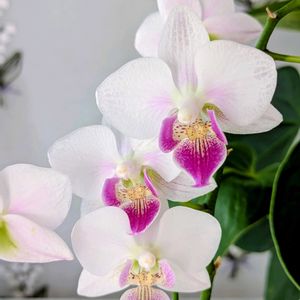 アンスリウム,ミニ胡蝶蘭,ミニ胡蝶蘭カララ,ピンクの花,癒し…♡の画像