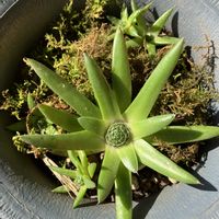 ツメレンゲ,爪蓮華,多肉植物の画像