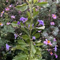 アスクレピアス,ウインターコスモス,ウインターコスモス,デュランタ,コバノランタナの画像