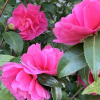 サザンカ,サザンカ,ハクチョウゲ,ハクチョウゲ,ハクチョウゲの画像