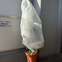 パイナップル,家庭菜園,ベランダの画像