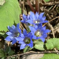 キクザキイチゲ,キンラン,ギンラン,クリンソウ,ショウジョウバカマの画像