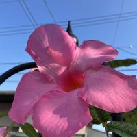 マンデビラ,イチョウ,赤い実,サンキライの実,サンキライのリースの画像