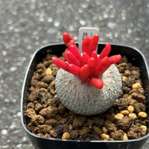 サボテン,月世界,月世界,天世界,エピテランサの画像