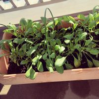 プランター野菜,ベランダの画像