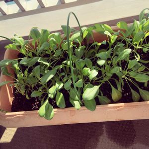 プランター野菜,ベランダの画像