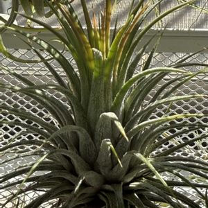 チランジア,イオナンタ,エアプランツの画像