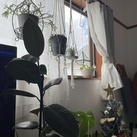 チランジア,グリーンネックレス,モンステラ,リプサリス,フランスゴムの木の画像