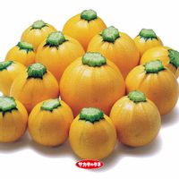 ズッキーニ,ズッキーニ,タネ,種から育てる,園芸の画像