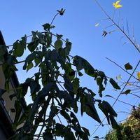 皇帝ダリア,ホテイアオイ,ヤドリギ,ヤドリギ,エンゼルトランペットの画像