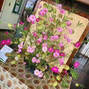 コスモス,お花屋さん,秋の気配,熊本,生け込みの画像