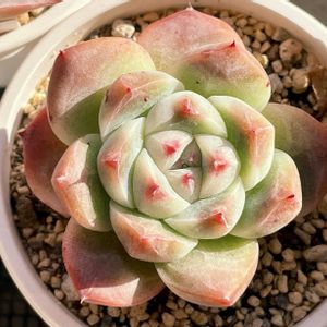 丸葉アルバビューティー,多肉植物,エケベリア属,多肉大好き,多肉中毒の画像