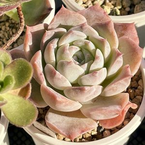 エケベリア　ラテ,多肉植物,エケベリア属,多肉大好き,多肉中毒の画像