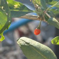 クコ,クコ,クコの実。,ナス科,犬の散歩の画像