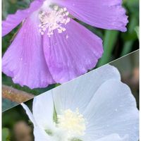 ハーデンベルギア,マンデビラ,アノダ　シルバーカップ,お買い得フラワー,お花のある暮らしの画像