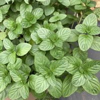 ミント,イエルバ・ブエナ,モヒートミントの画像