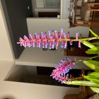 ベロニカの画像