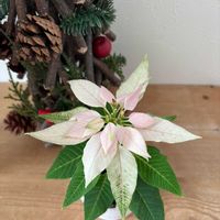 ポインセチア,ポインセチア,ポインセチア  ピンク,ピンクの花,北海道の画像