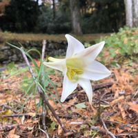 ユリ,お出かけ先の画像