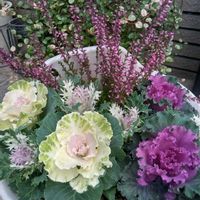 ハボタン,カルーナ,春菊,小松菜,富有柿の画像