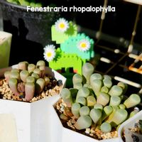 フェネストリア ベビートゥ,群玉,フェネストラリア　ロパロフィラ,群玉の花芽,朱鈴玉の画像