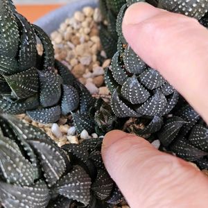 多肉植物,子株,ハオルチア属,植物大好き,庭の画像