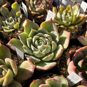 多肉,エケベリア,スカイワールド,多肉植物,ベランダガーデンの画像